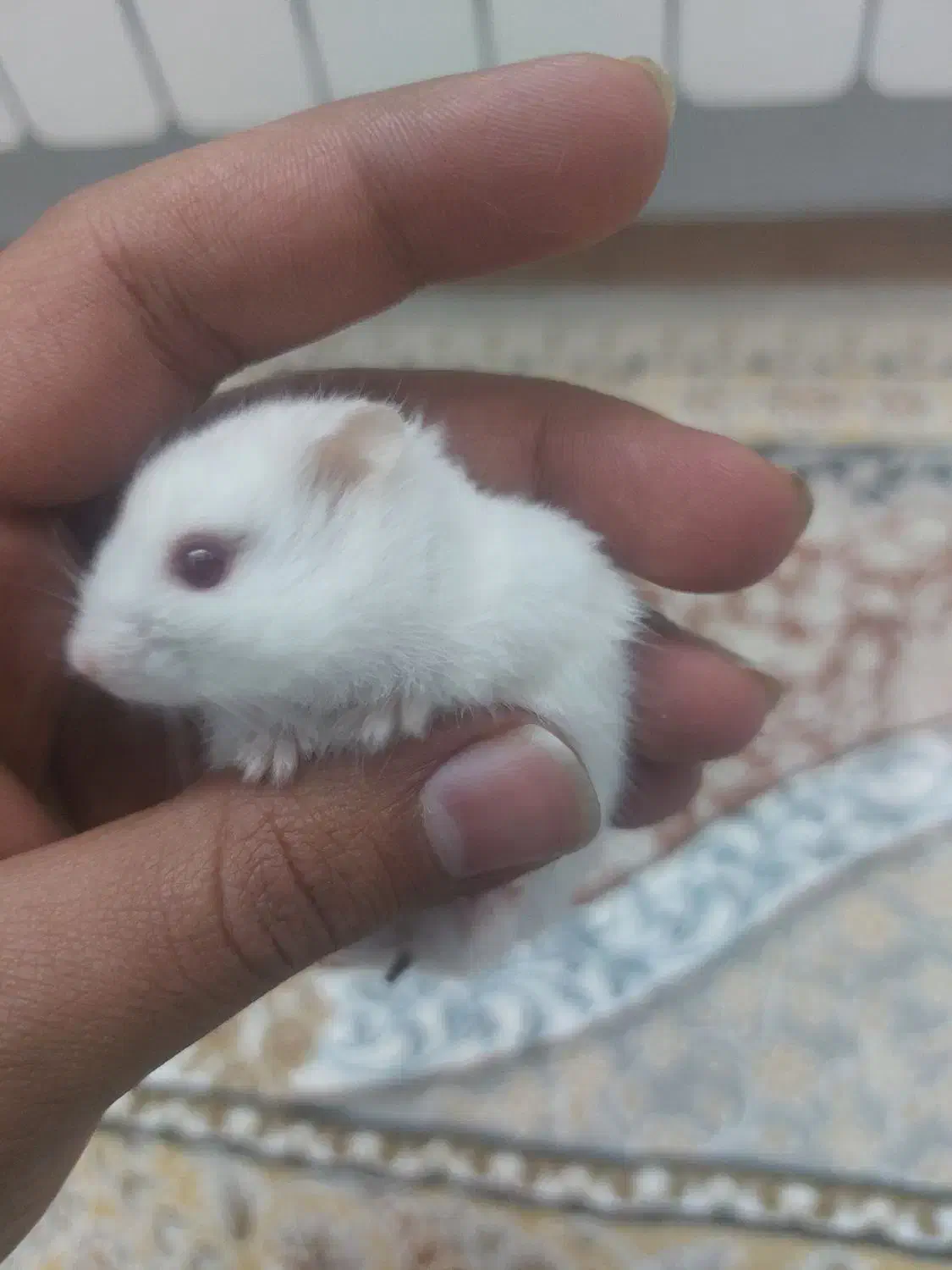 همستر|موش و خرگوش|یزد, |دیوار