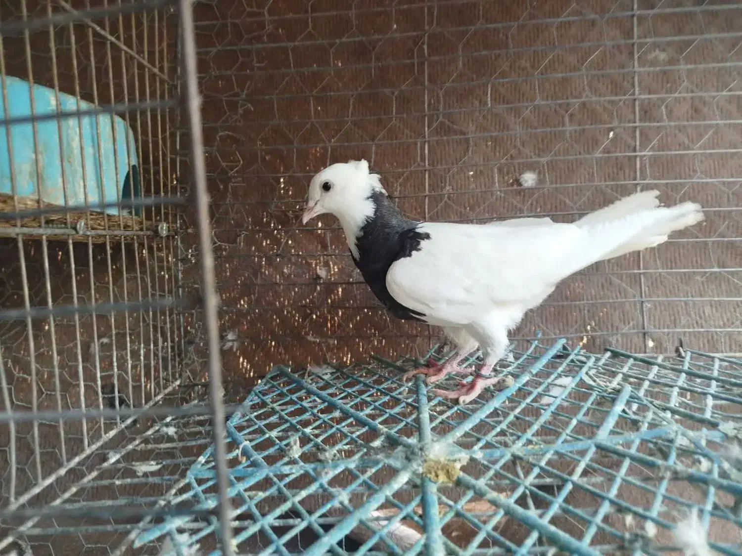 طوقی زرین اجری سرکه ای ابی همه رنگ معاوضه|پرنده|لنجان, |دیوار