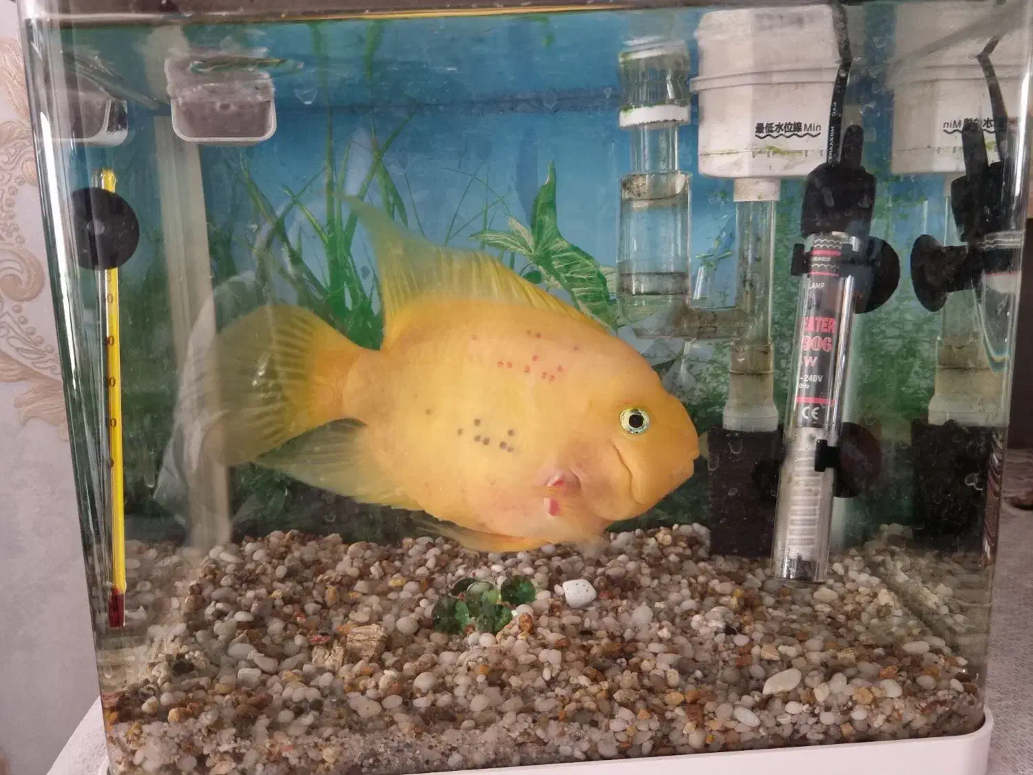 بوفالو درشت|ماهی|اصفهان, خانه اصفهان|دیوار