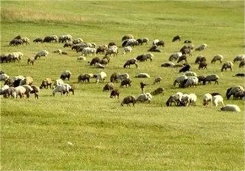 مرتع گوسفند بره و میش|حیوانات مزرعه|اهواز, زندوکیلی|دیوار