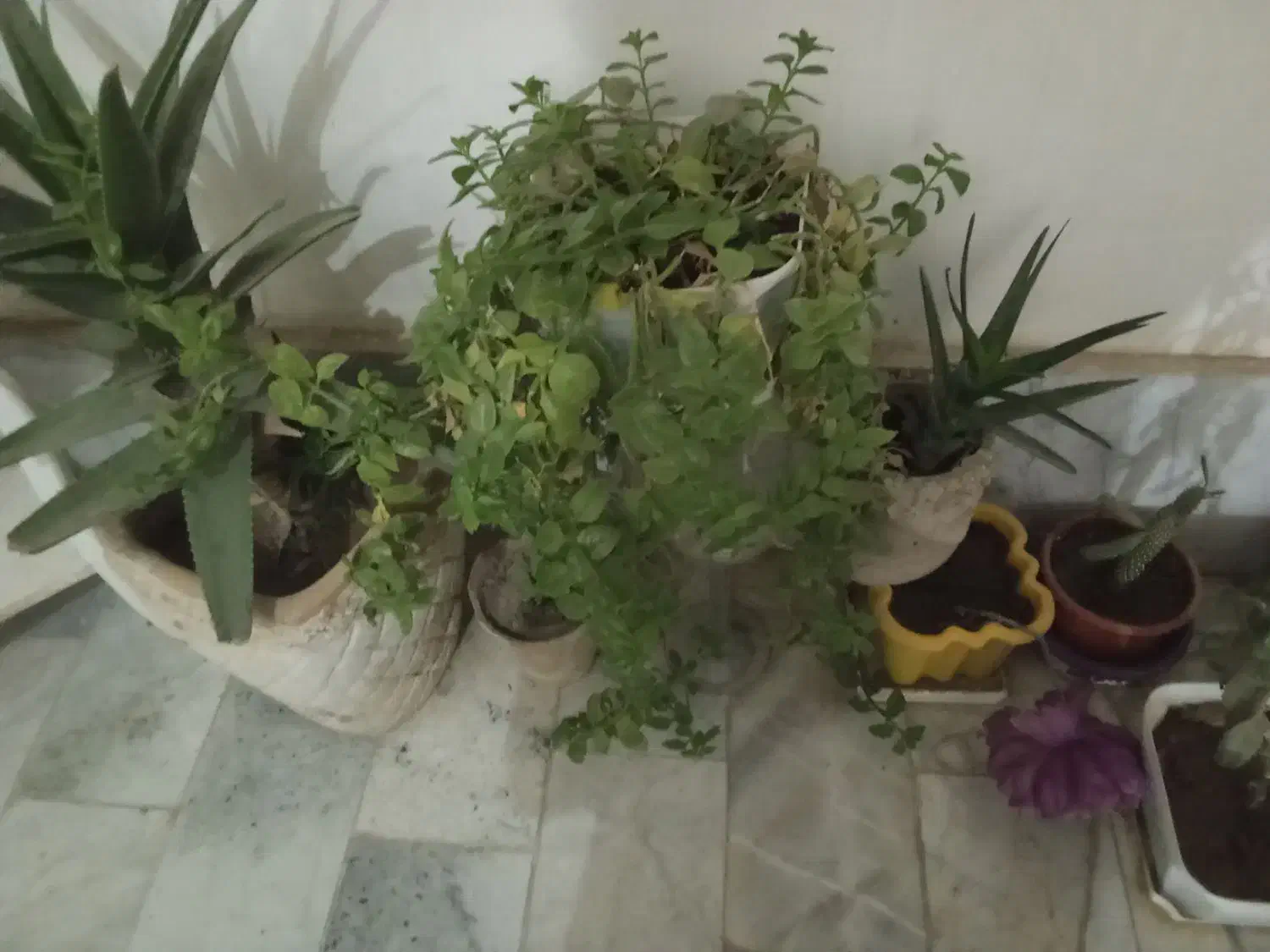 گل طبیعی|گل و گیاه طبیعی|محمدشهر, محمدشهر|دیوار