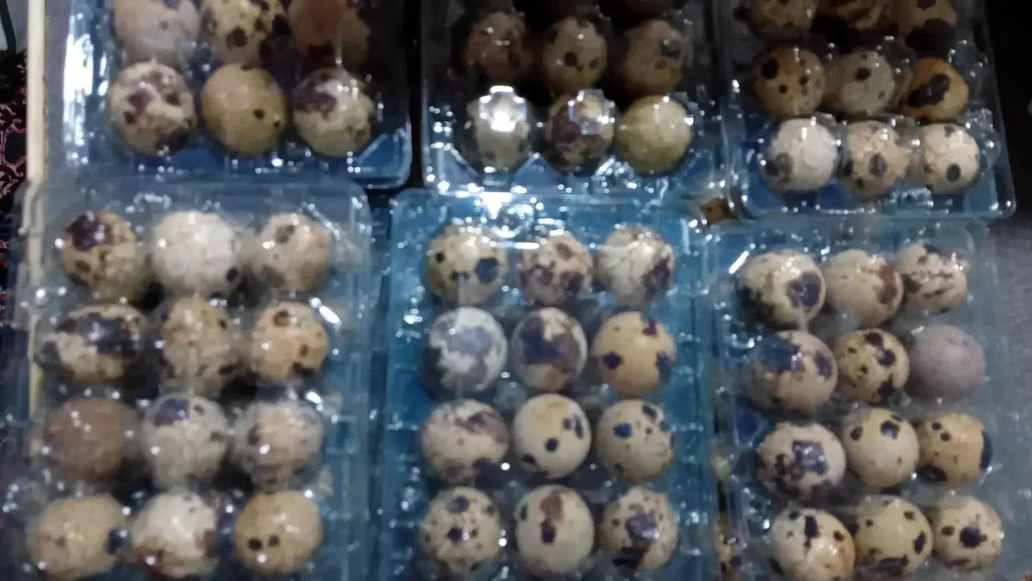 تخم بلدرچین نطفه دار|حیوانات مزرعه|لیسار, |دیوار