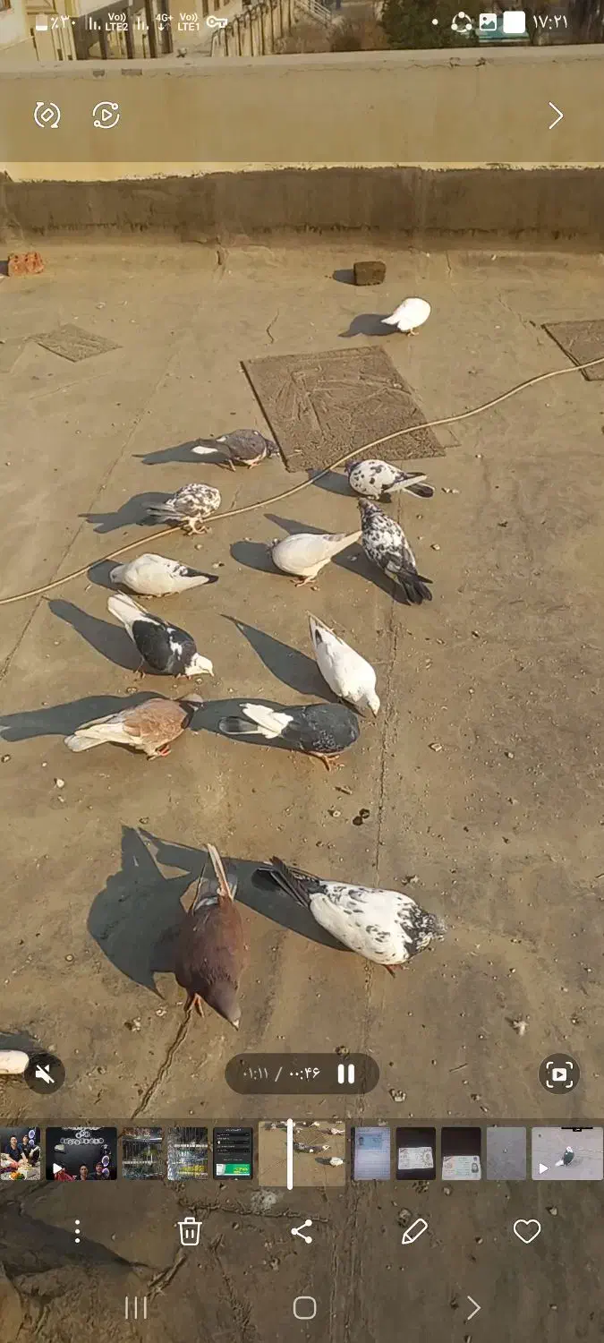 کفتر خال های گل چین شده|پرنده|تهران, جنت‌آباد مرکزی|دیوار