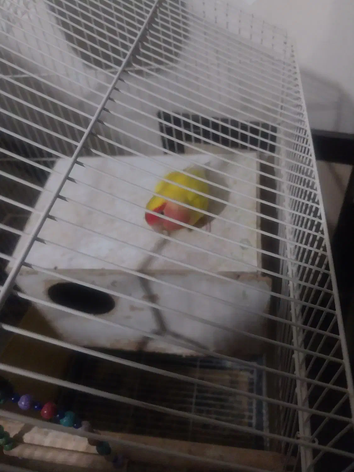 پرنده|پرنده|پیشوا, |دیوار