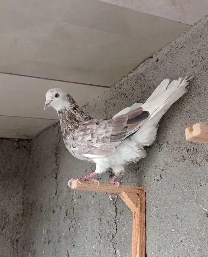 کفتر صید|پرنده|مشهد, شهید قربانی|دیوار