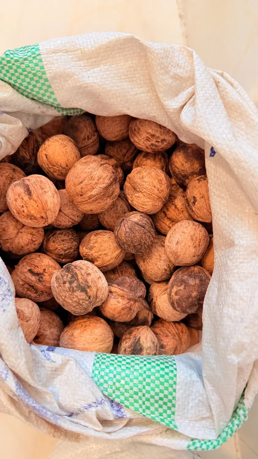 گردو بوانات|خوردنی و آشامیدنی|شیراز, قدوسی شرقی|دیوار