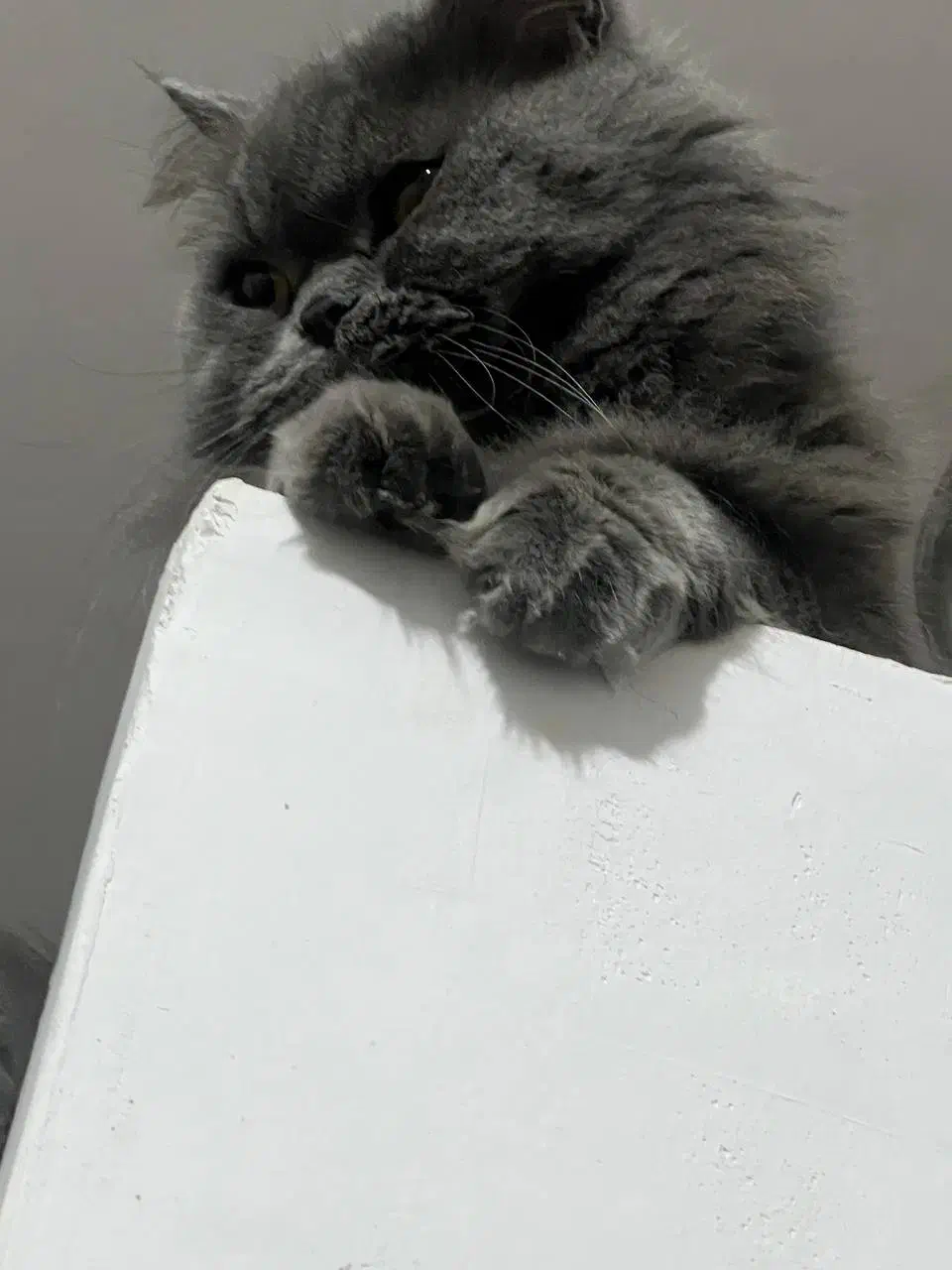 گربه ماده جهت جفتگیری نژاد پرشین بریتیش|گربه|کرمان, |دیوار