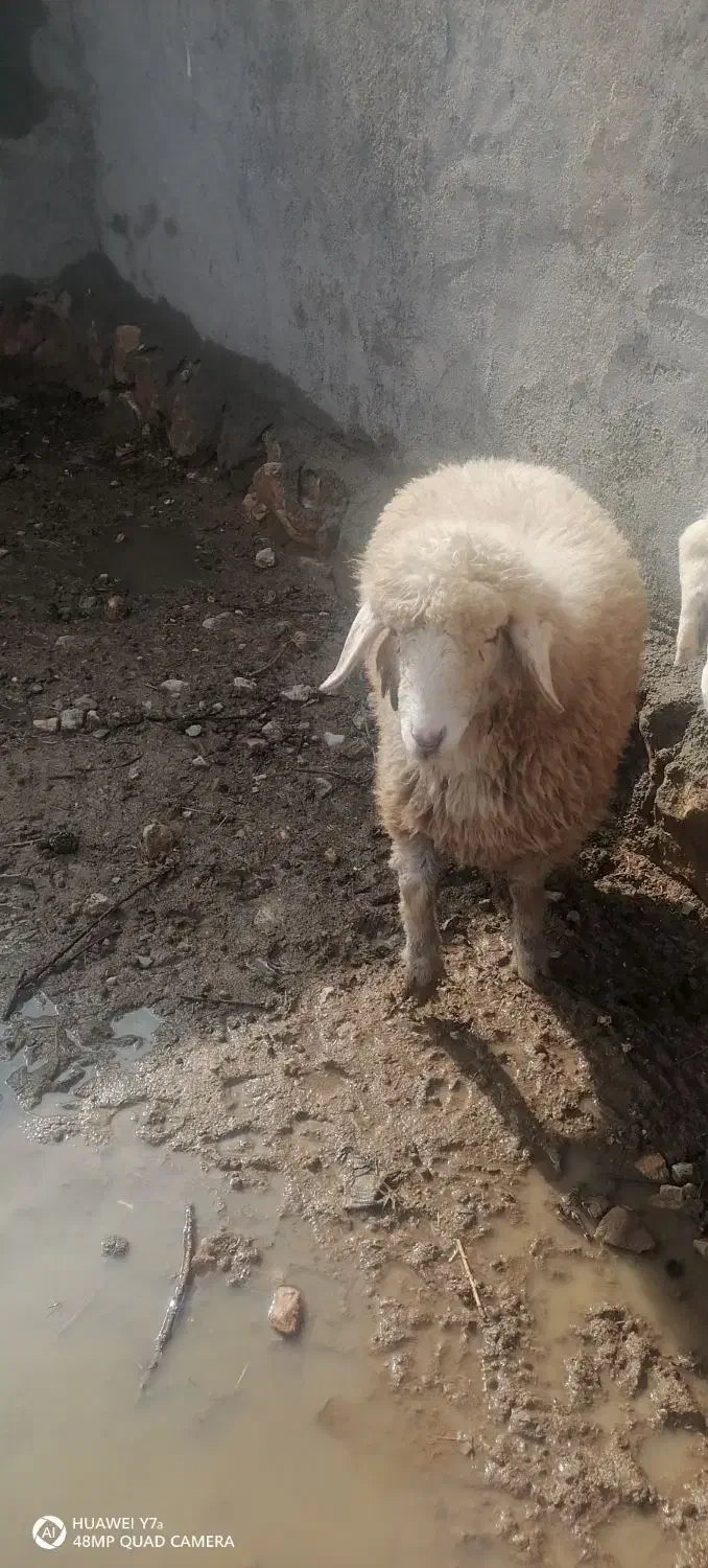 بره ماده|حیوانات مزرعه|اسفراین, |دیوار