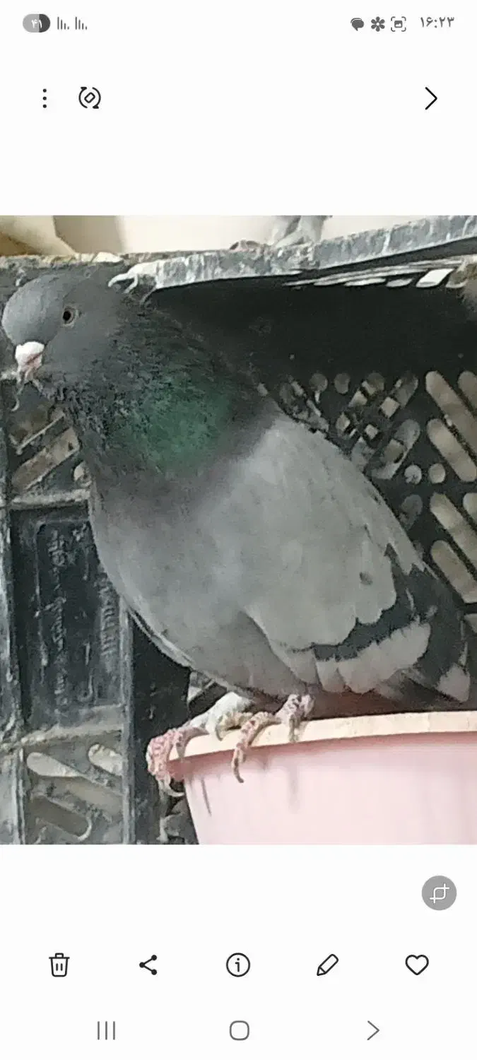 کبوتر|پرنده|اسلام‌شهر, مسکن مهر اسلاشهر (شهرک امام خمینی)|دیوار