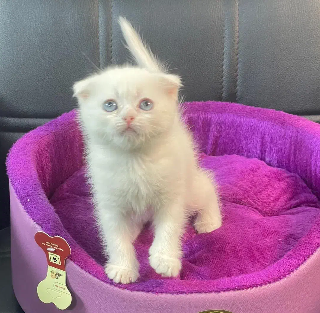 گربه. بریتیش. اسکاتیش. پرشین.|گربه|تهران, آبشار تهران (دریاچه)|دیوار