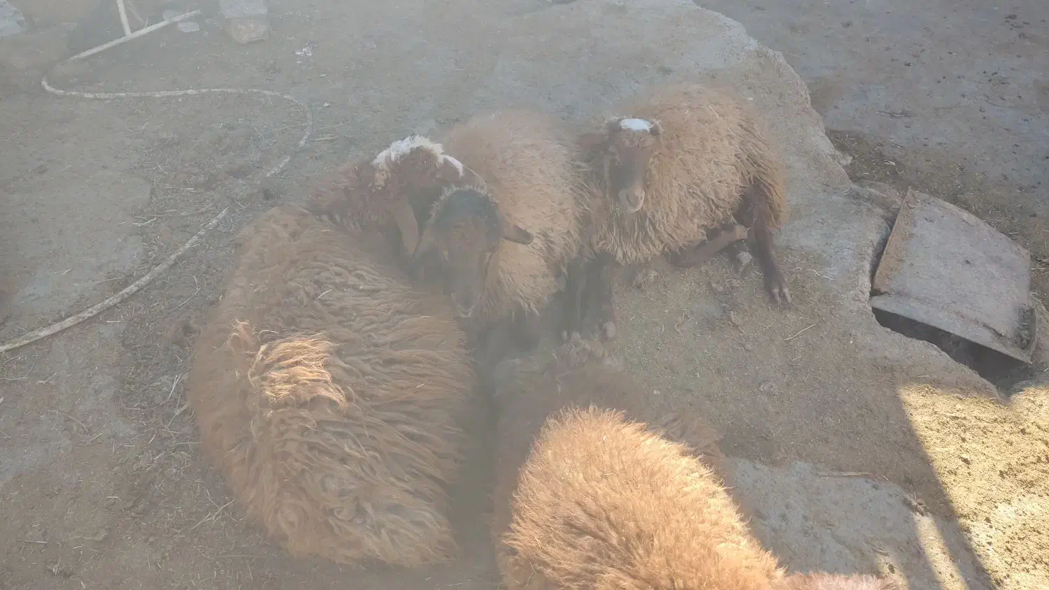 بره|حیوانات مزرعه|نورآباد, |دیوار