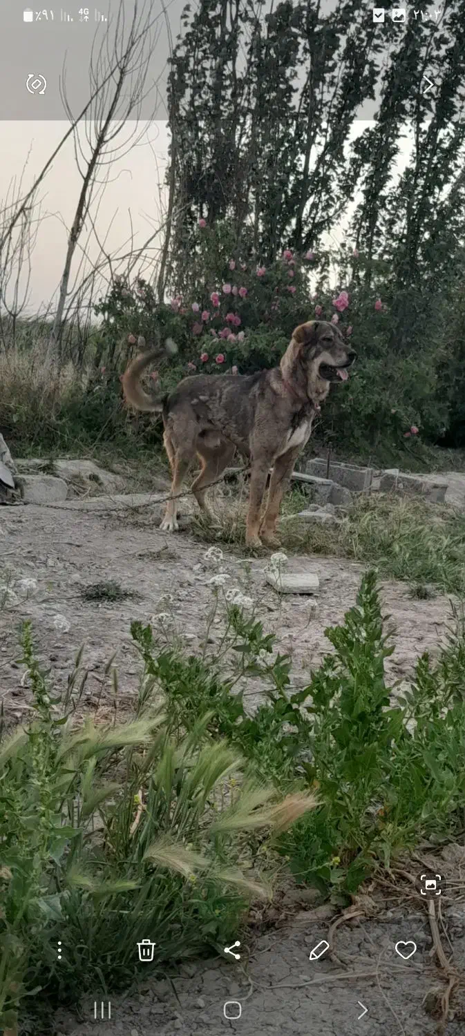 توله پژدر  نر ۱۵ ماهه|سگ|خمین, |دیوار