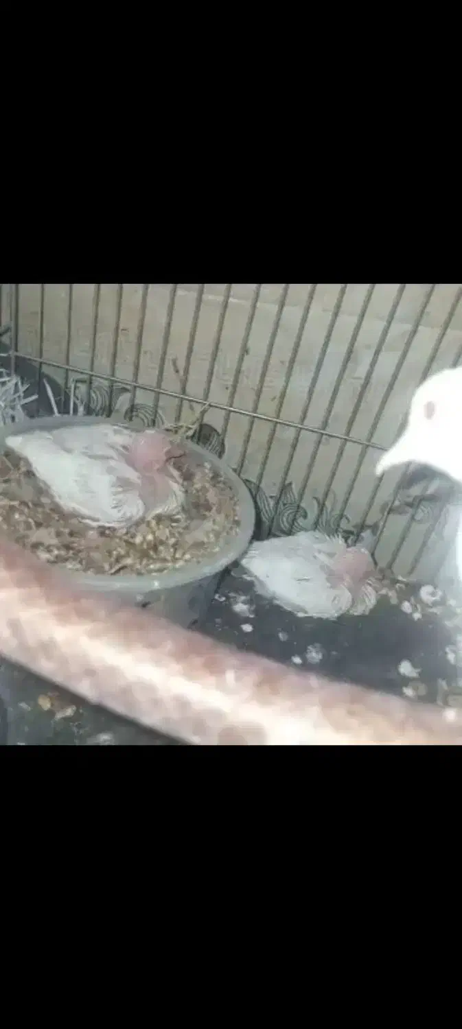 کبوتر خانگی|پرنده|میرجاوه, |دیوار