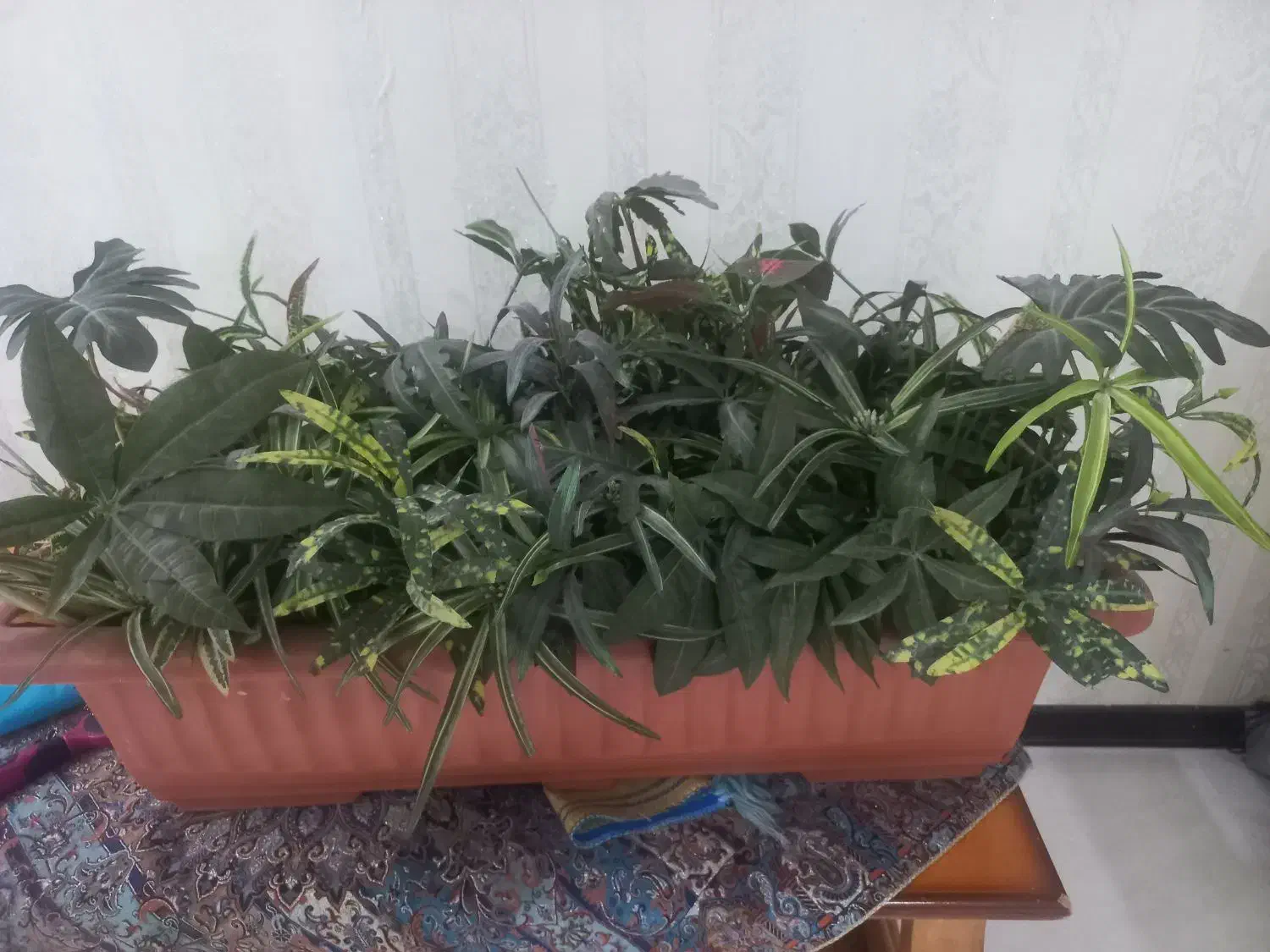 گل وگلدان|گل مصنوعی|اهواز, فرهنگ شهر|دیوار