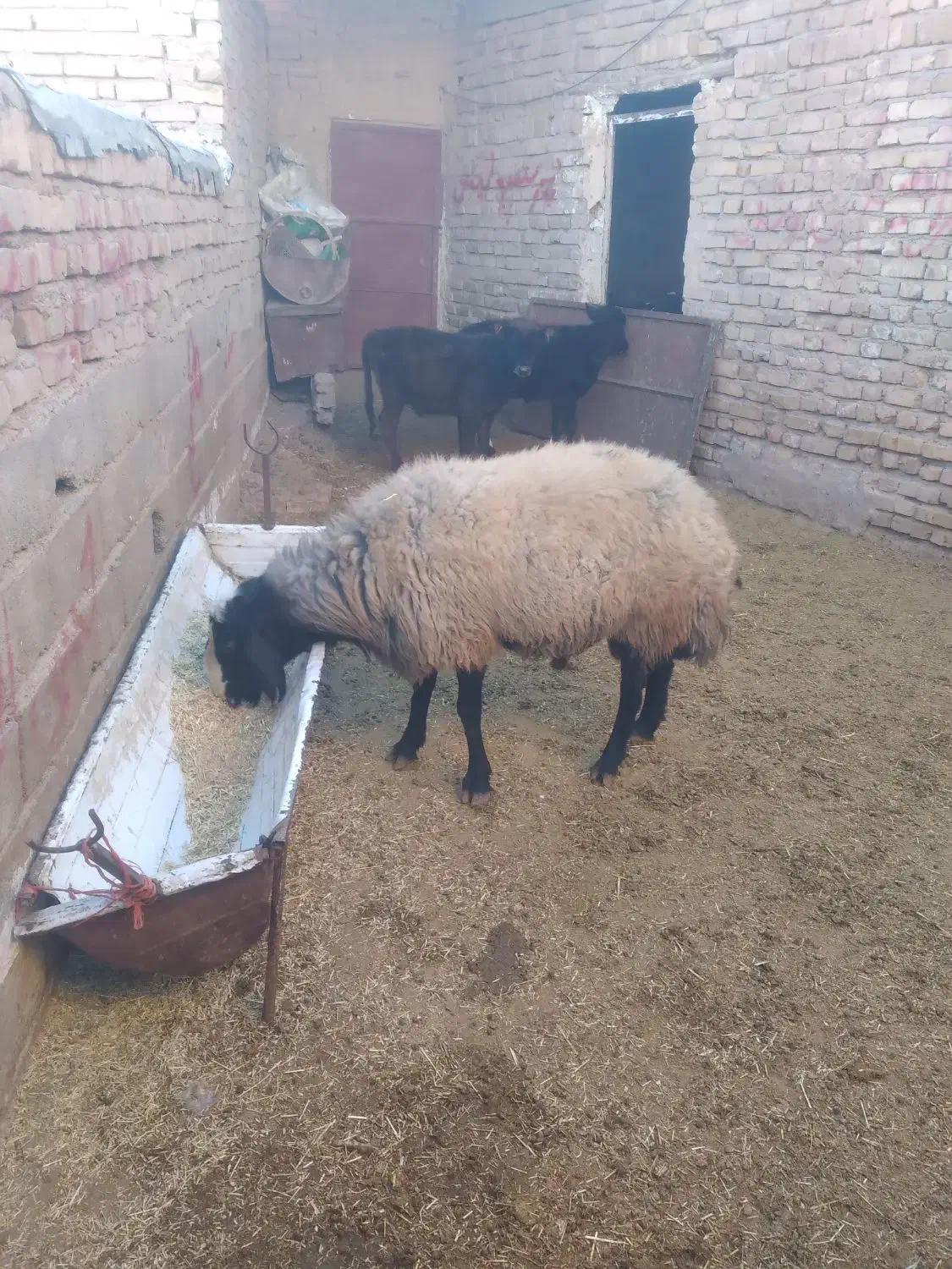 قوچ اصیل چال|حیوانات مزرعه|آوج, |دیوار