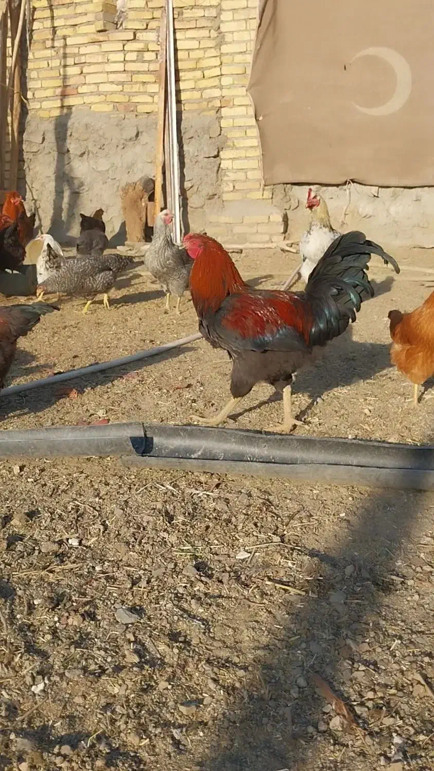 مرغ خروس|حیوانات مزرعه|بیلوار, |دیوار