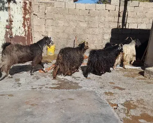 بز اصیل|حیوانات مزرعه|چرداول, |دیوار