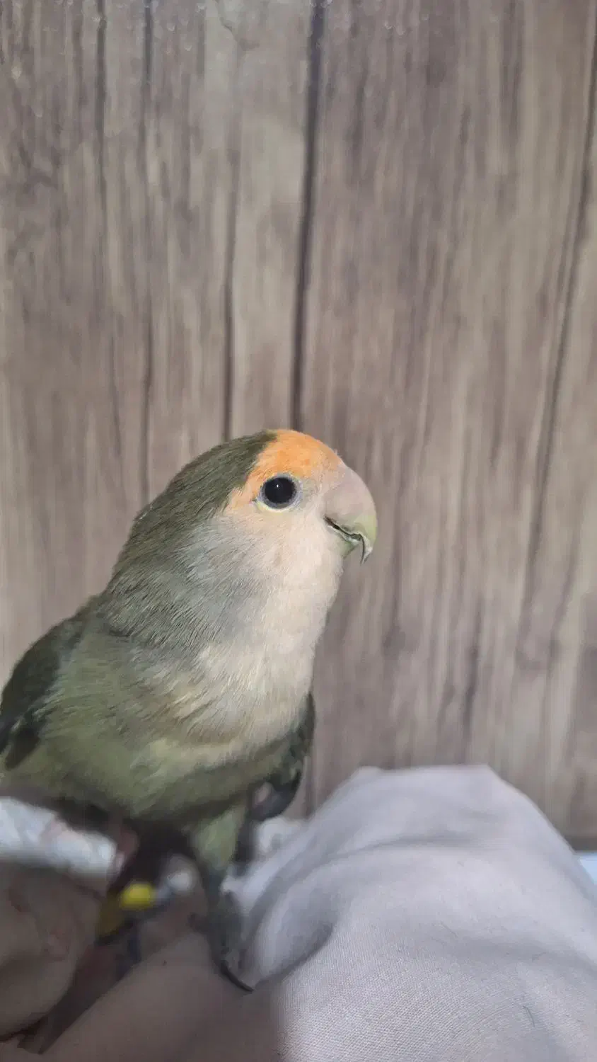 طوطی برزیلی نر|پرنده|بجنورد, |دیوار