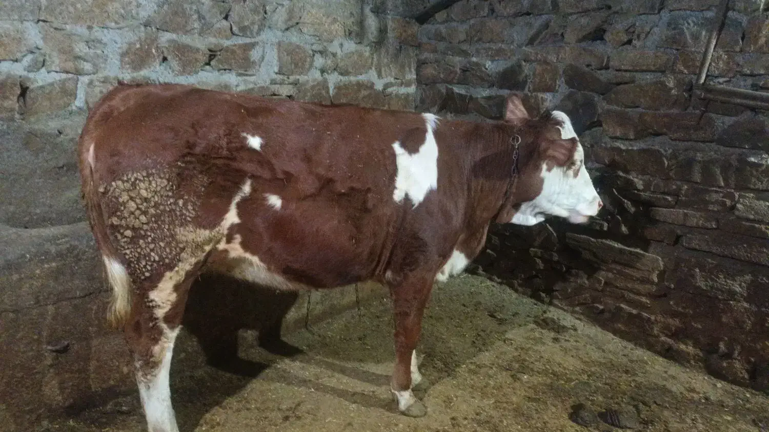 گوساله|حیوانات مزرعه|کلاترزان, |دیوار