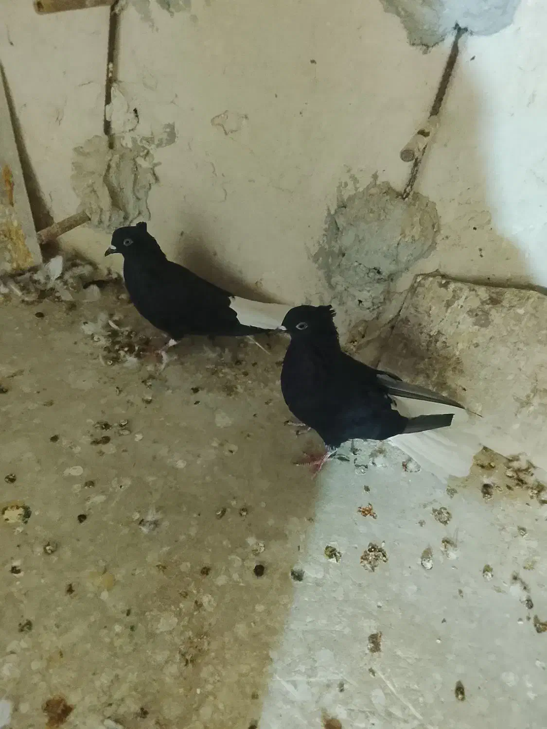 دوتا‌دومصفید‌سیاه‌ماده|پرنده|بجنورد, |دیوار