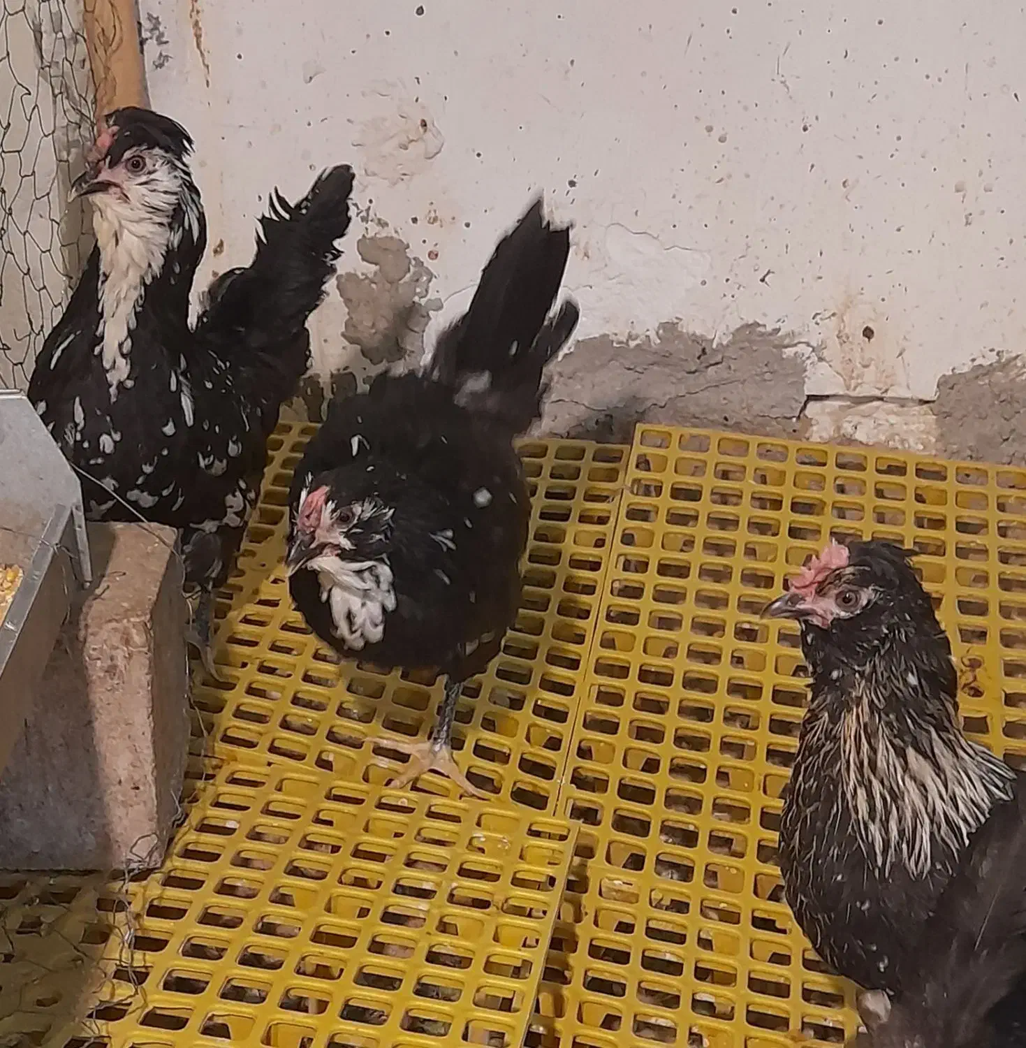 تخم نطفه دار مرندی استراپلوپ وگلین|حیوانات مزرعه|کرج, کوی کارمندان جنوبی|دیوار