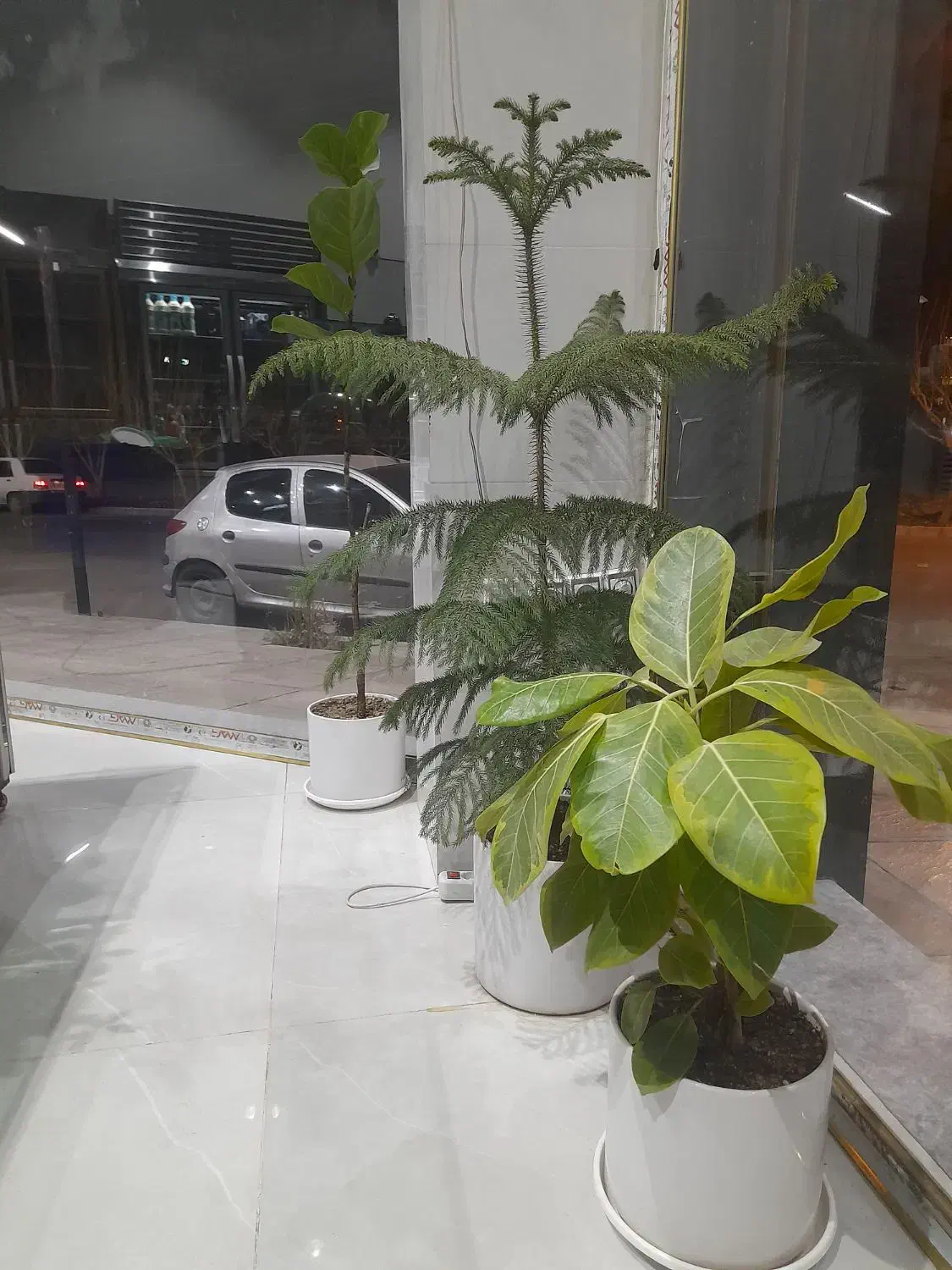 گل وگیاه|گل و گیاه طبیعی|کرج, ساماندهی|دیوار