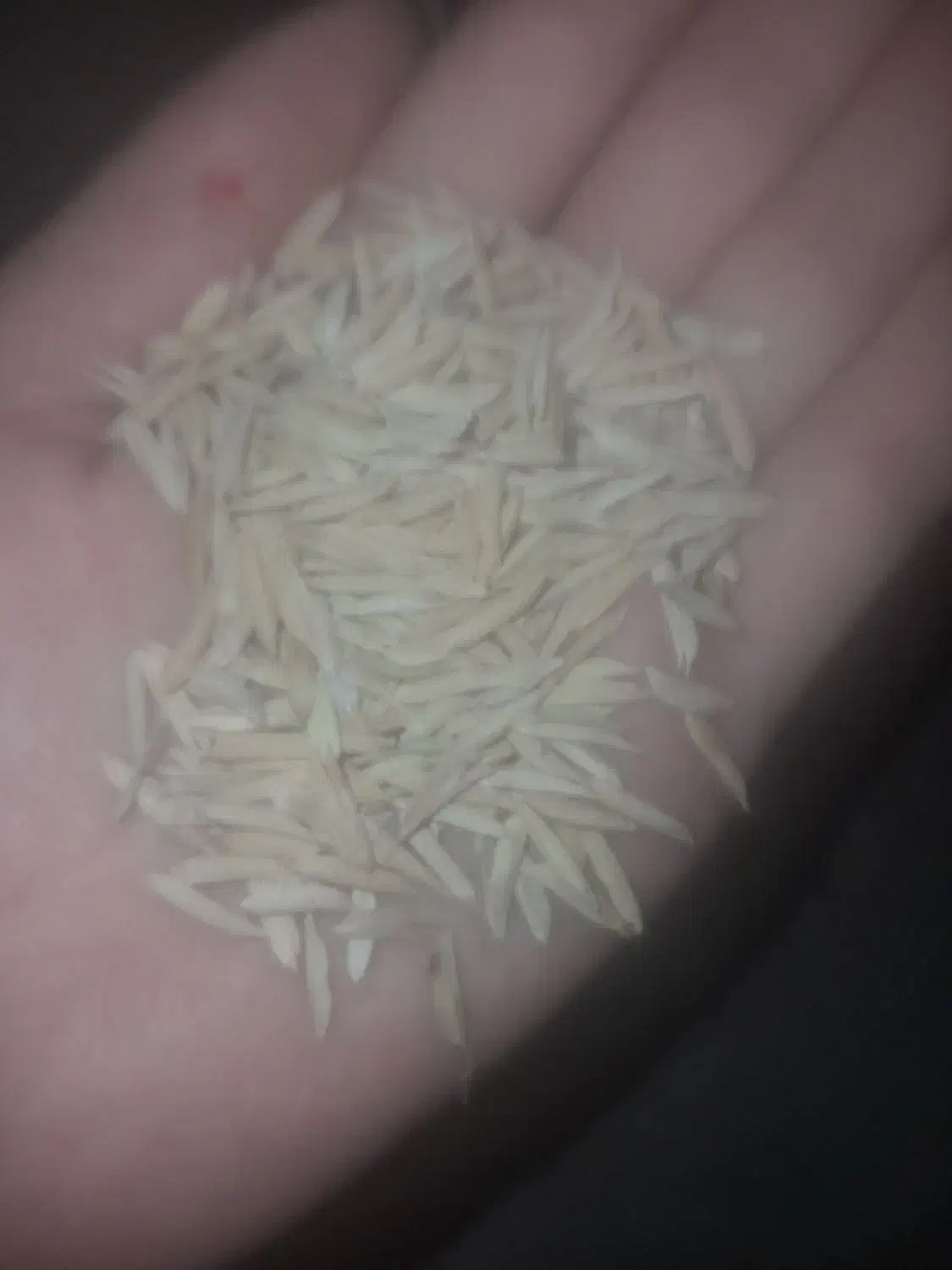 شالی بزری فجر قیمت ۱۵۰۰۰۰۰|عمده‌فروشی|خان ببین, |دیوار