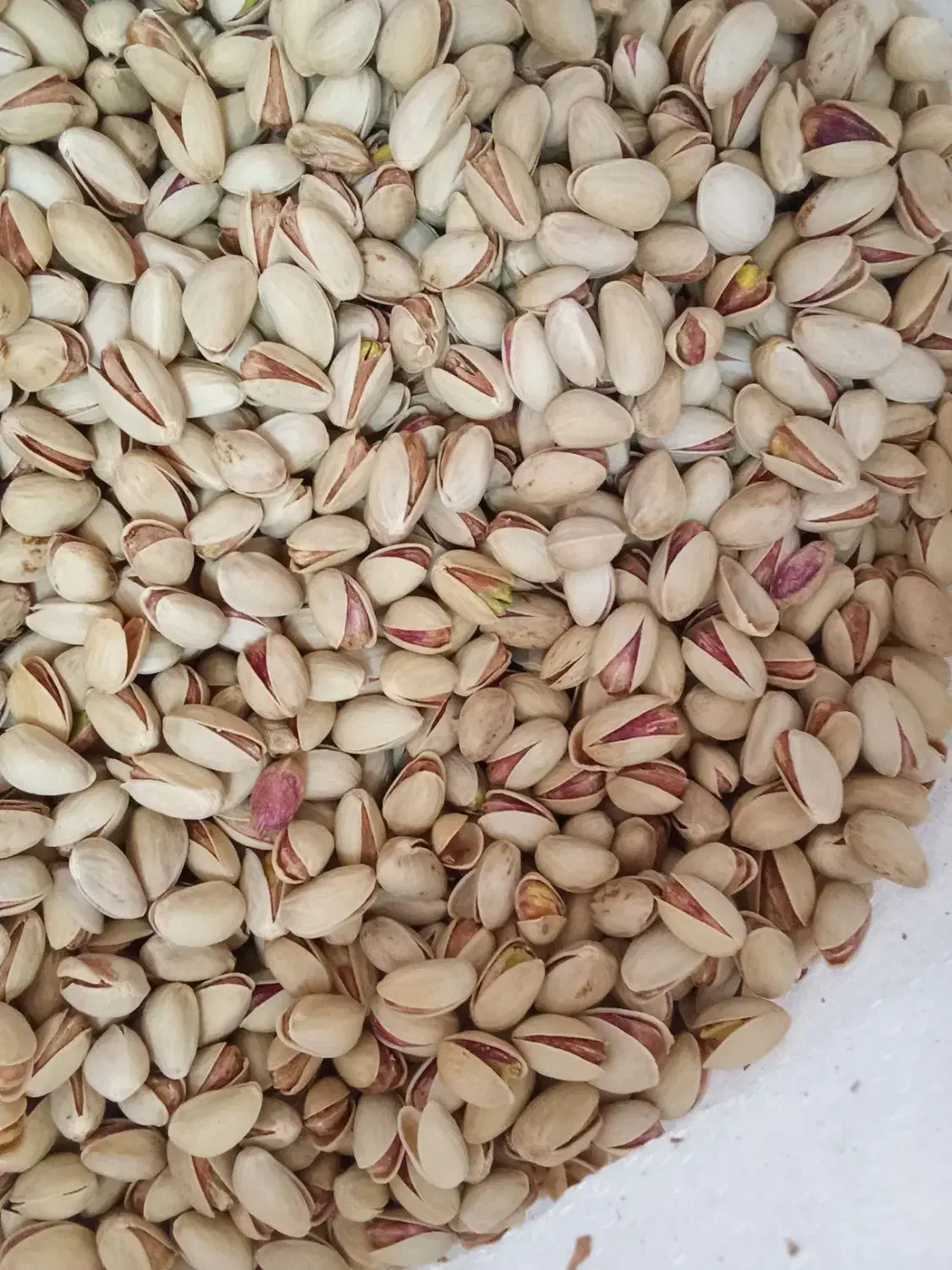 پسته خشک آجیلی|عمدهفروشی|سروستان, |دیوار