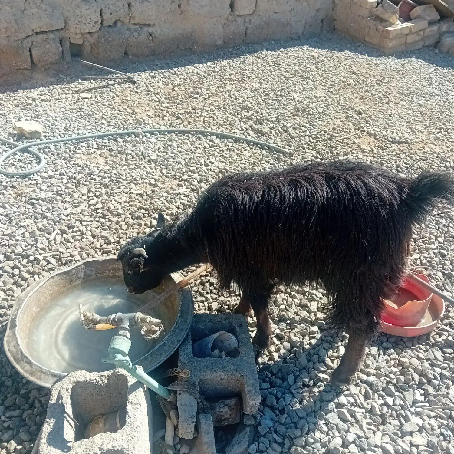 بز وکره|حیوانات مزرعه|تیمور آباد, |دیوار