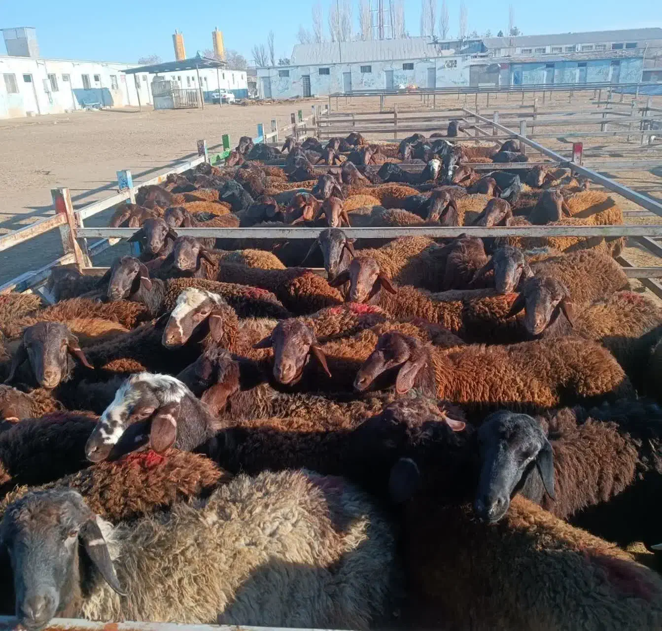 بره گوسفند قزل افشار اصل زنجان|حیوانات مزرعه|شیراز, باغ تخت|دیوار