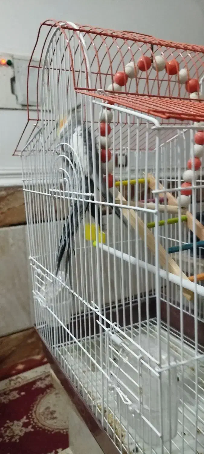 عروس رام دستی حرف زن|پرنده|چابهار, |دیوار