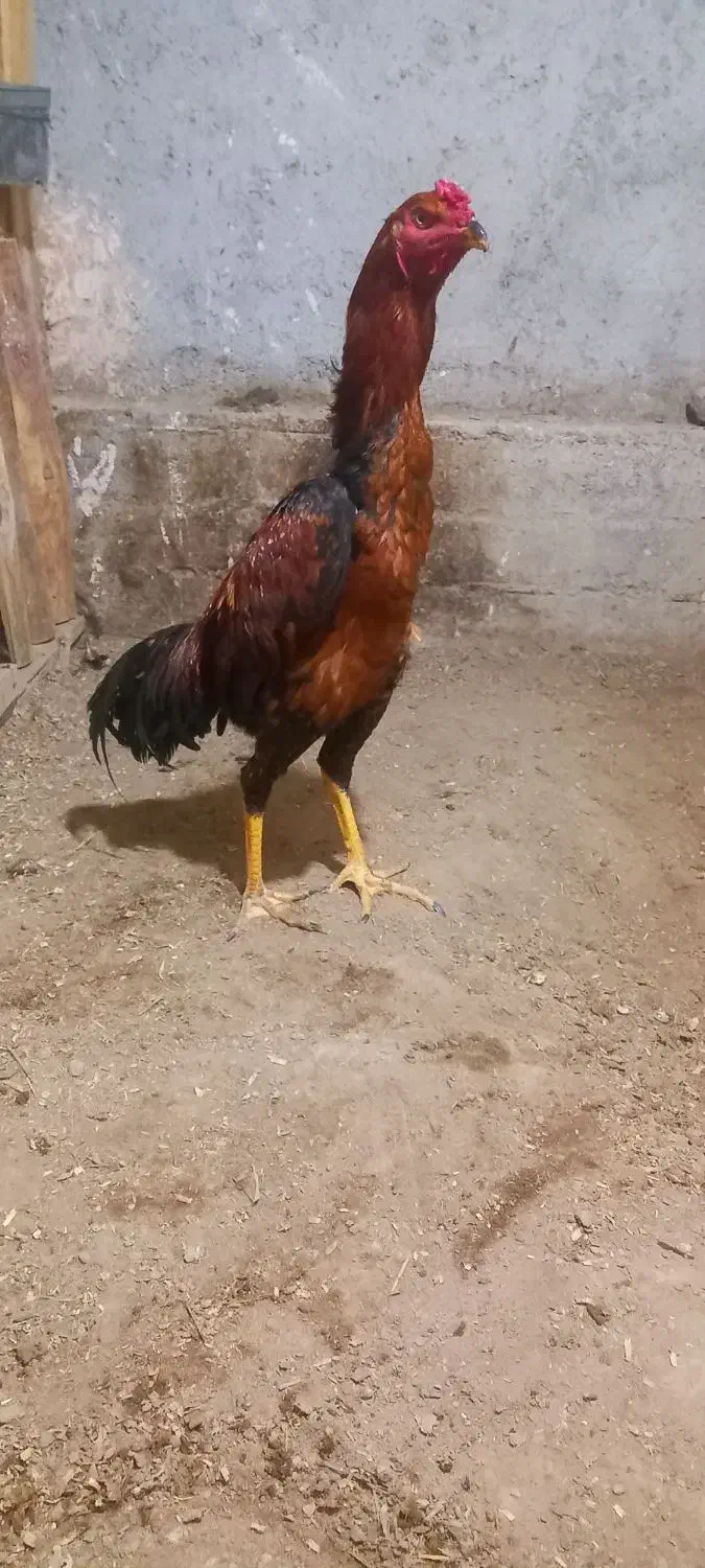 لاری|حیوانات مزرعه|بناب, |دیوار