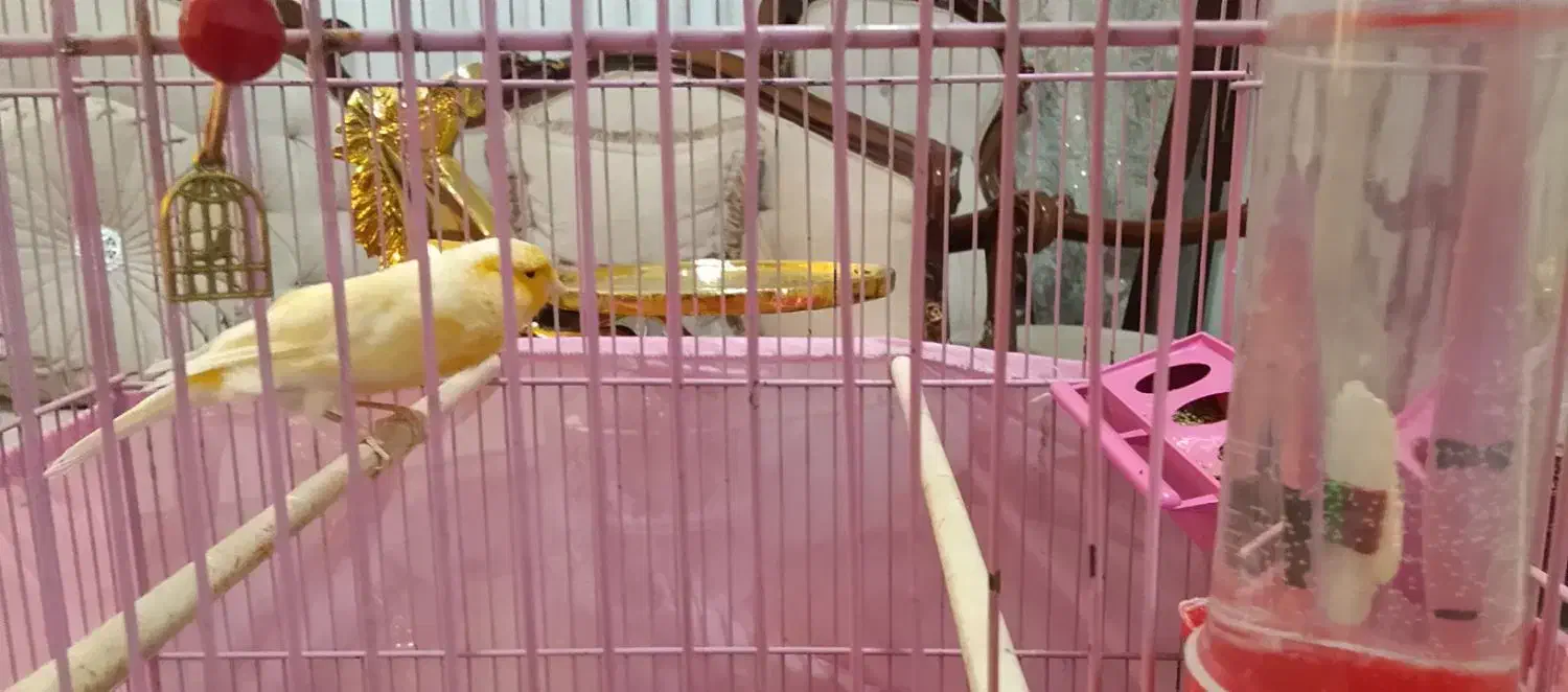 قناری نر سوپری درشت|پرنده|تهران, قصر فیروزه ۱|دیوار