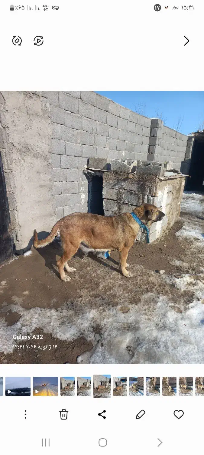 سگ ماده سرابی|سگ|بستان آباد, |دیوار