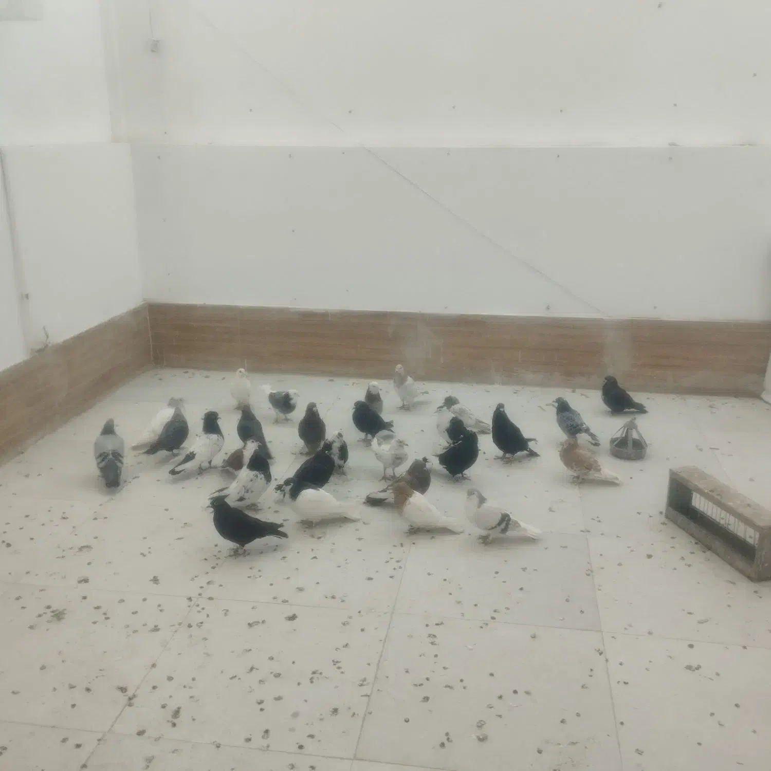 کفتر|پرنده|مشهد, کشف|دیوار