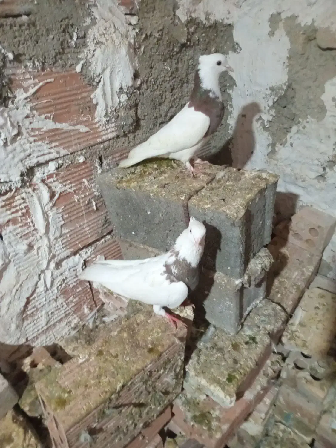 فروش کبوتر طوقی وپرستویی|پرنده|نکا, |دیوار