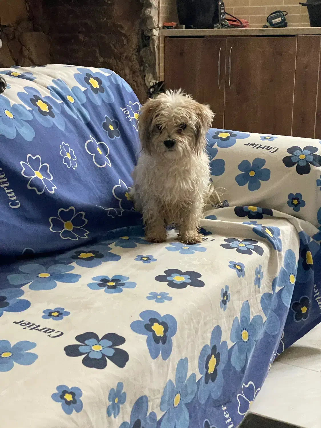 گمشده|سگ|یزد, |دیوار