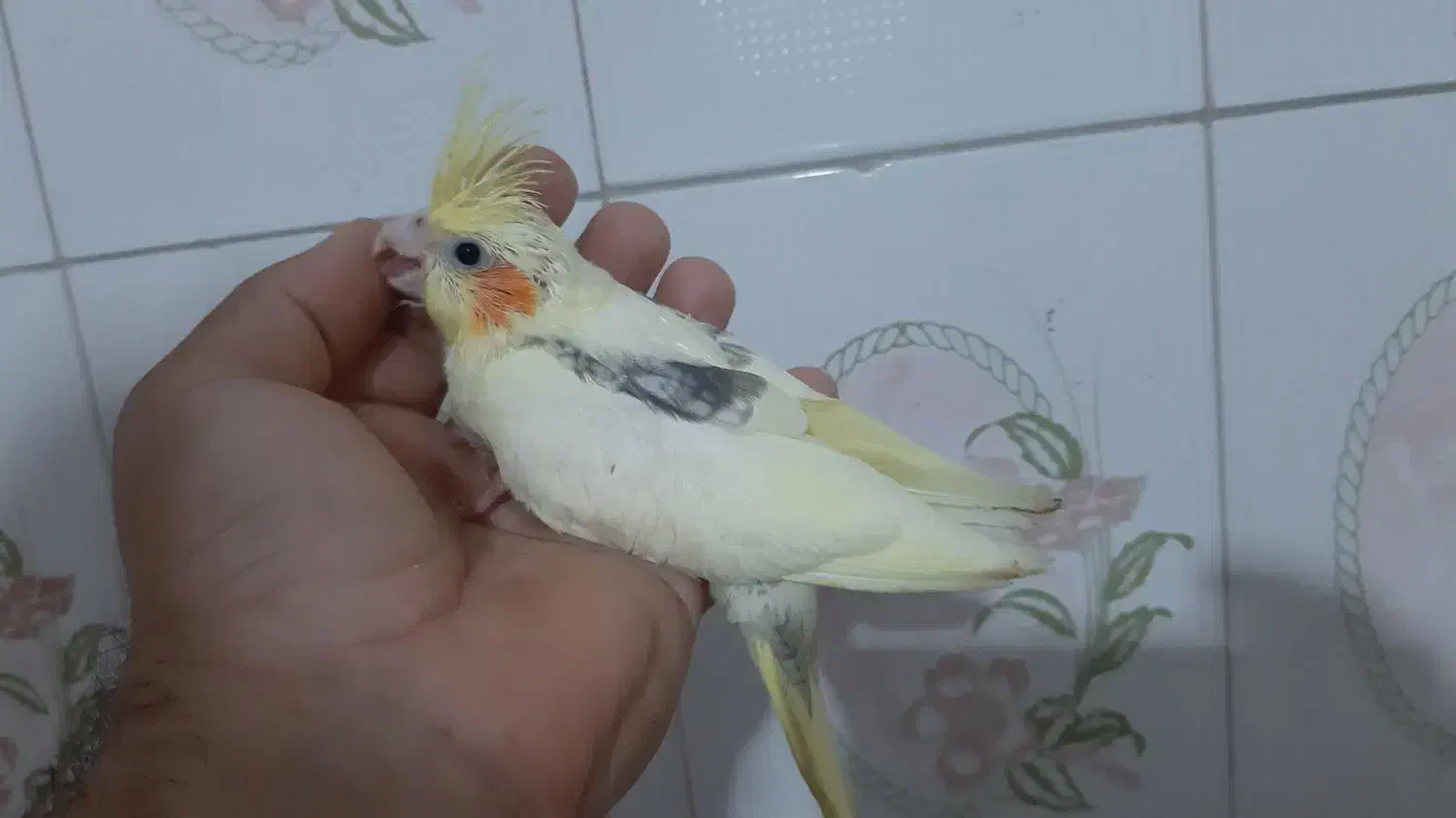 جوجه عروس دوکت لوتینو|پرنده|ساری, |دیوار