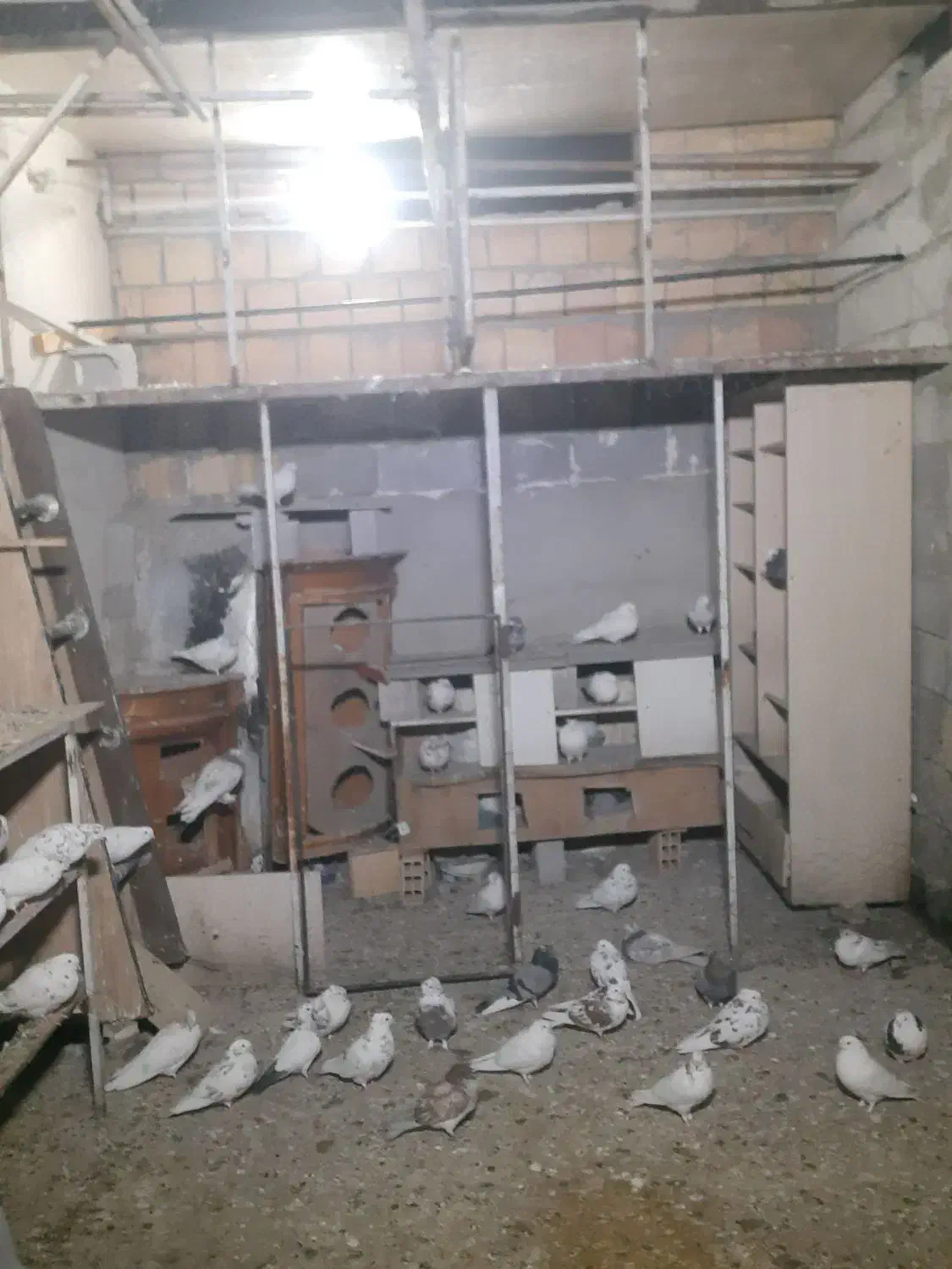 کبوترفروشی|پرنده|فردیس, شهرک سپاه|دیوار