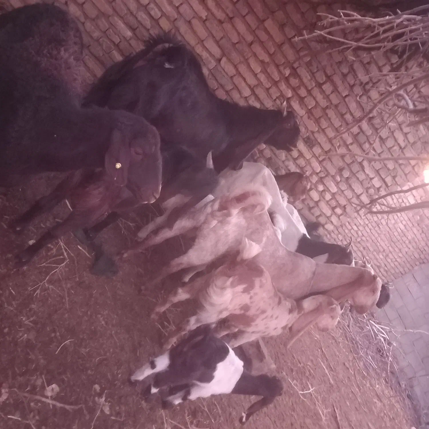 بز گلابی در فیض اباد محولات|حیوانات مزرعه|مه ولات, |دیوار