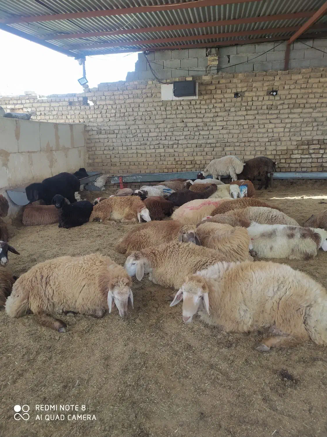 جایگاه مرکزی فروش گوسفند زنده زیر نظر شهرداری|حیوانات مزرعه|مشهد, نوید|دیوار