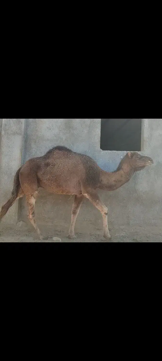 شتر چاق پرواری|حیوانات مزرعه|مشهد, انصار|دیوار