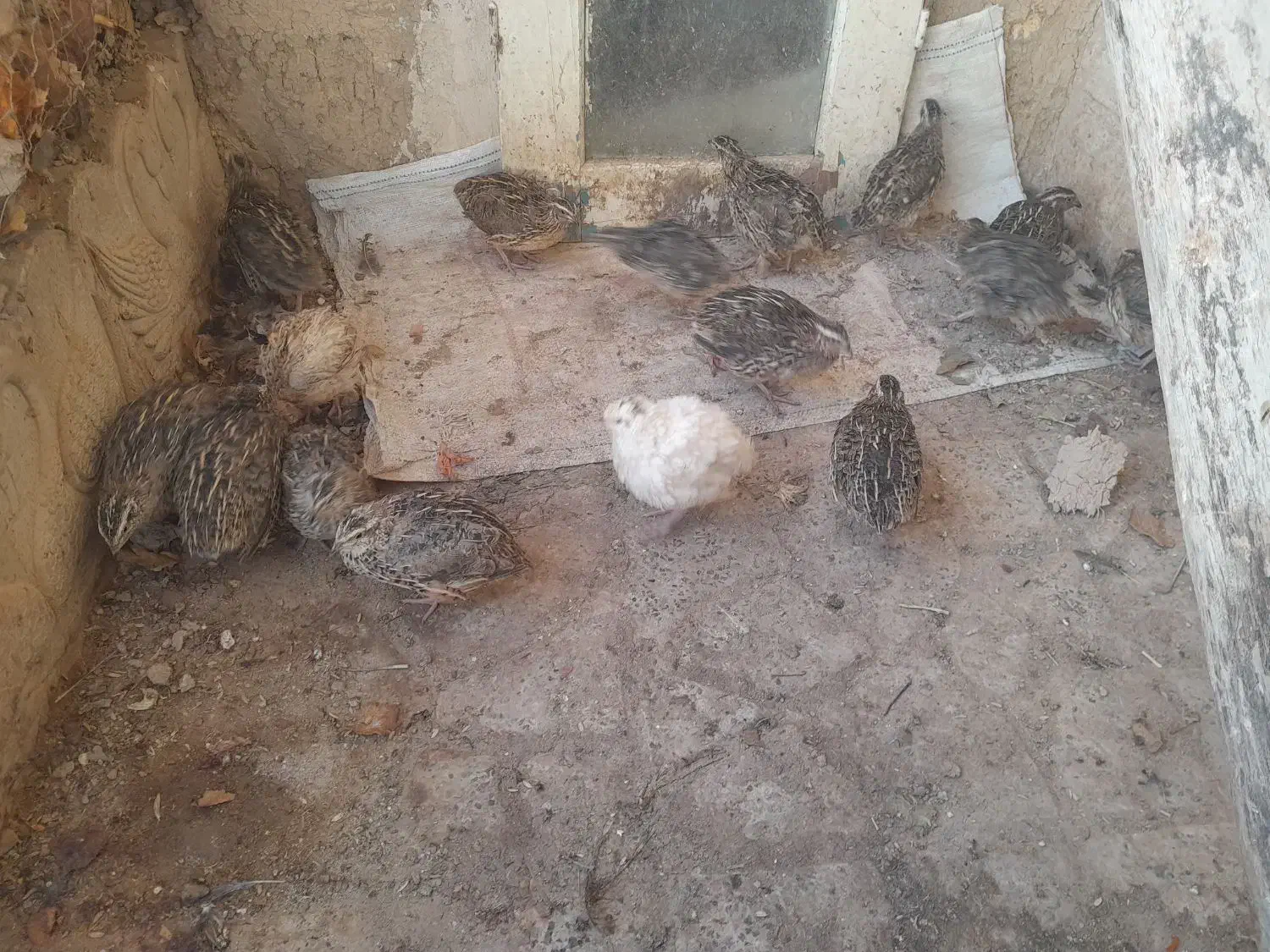 بلدرچین|حیوانات مزرعه|فلاورجان, |دیوار