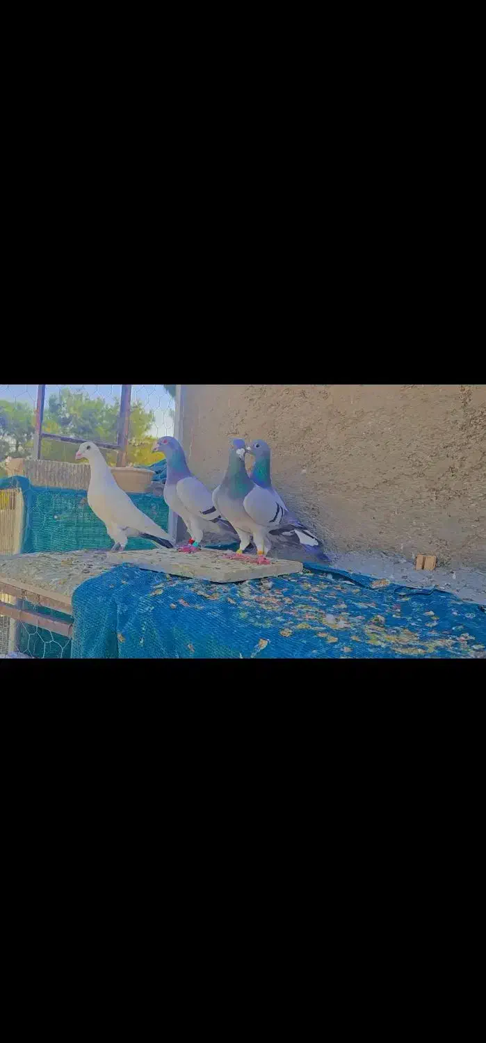 دسته ۴ تایی|پرنده|شیراز, کرونی(خاتونک)|دیوار