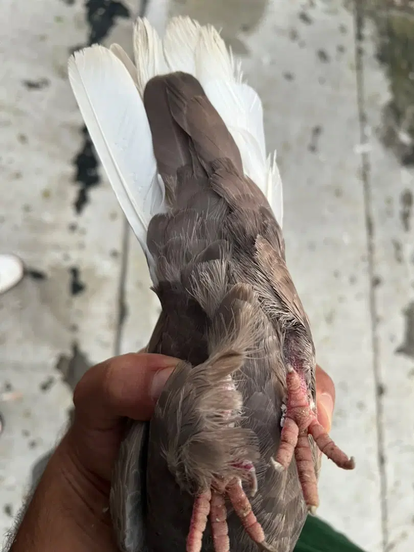 کفتر|پرنده|شیراز, بهارستان|دیوار