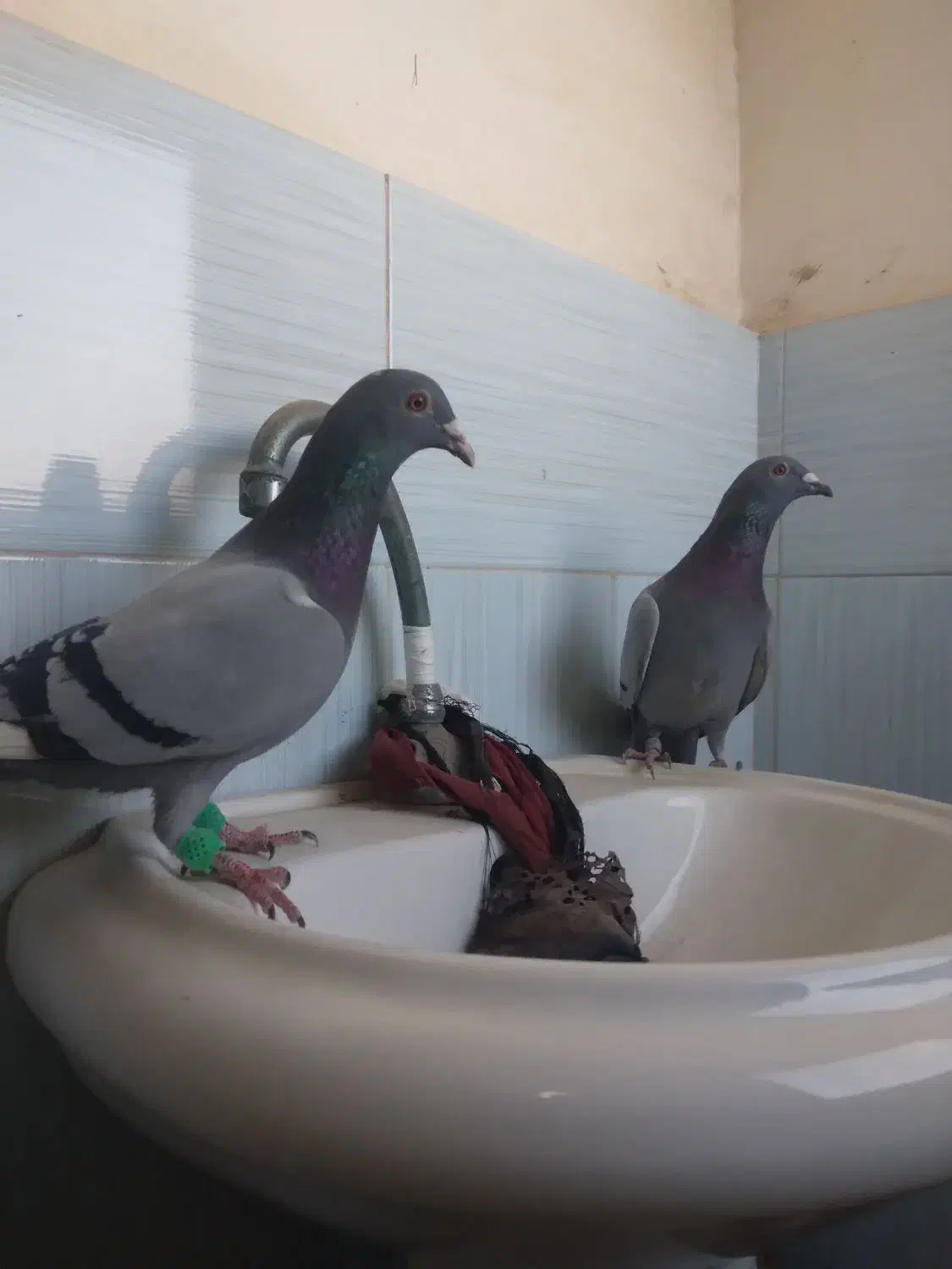 کفتر المانی|پرنده|قوچان, |دیوار