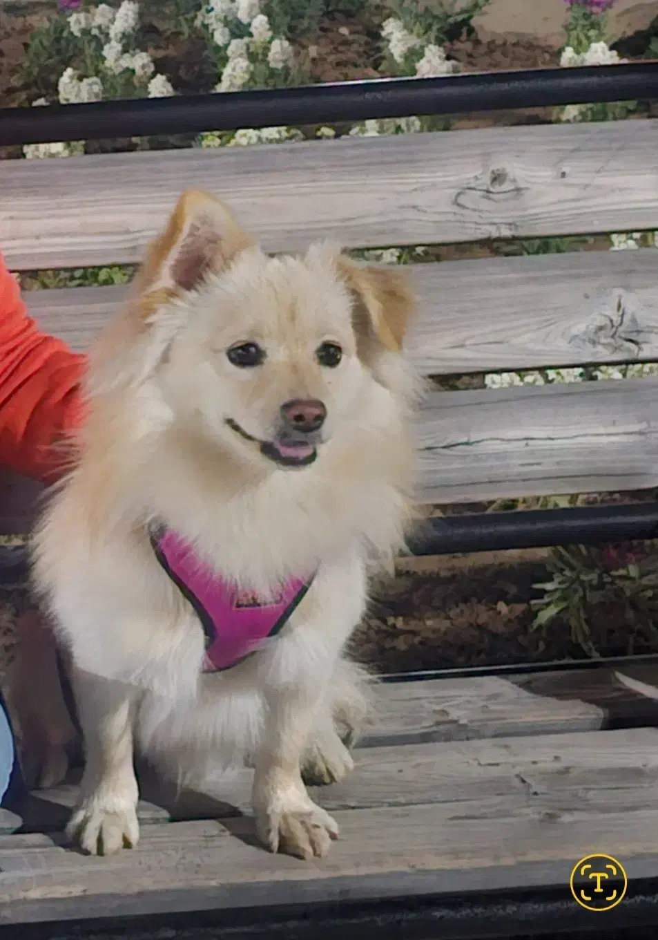 سگ پامراشپیتز|سگ|صدرا-فارس, فاز ۱|دیوار