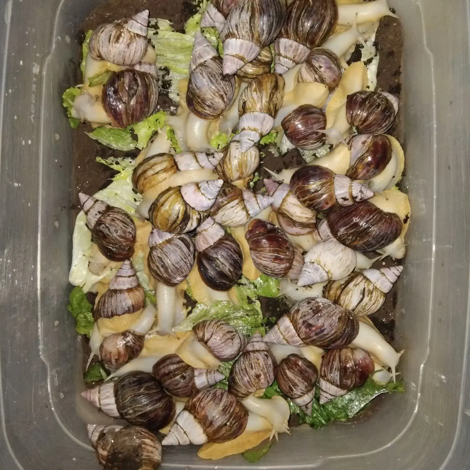 حلزون آچاتینا|خزنده|تهران, حبیب الله|دیوار