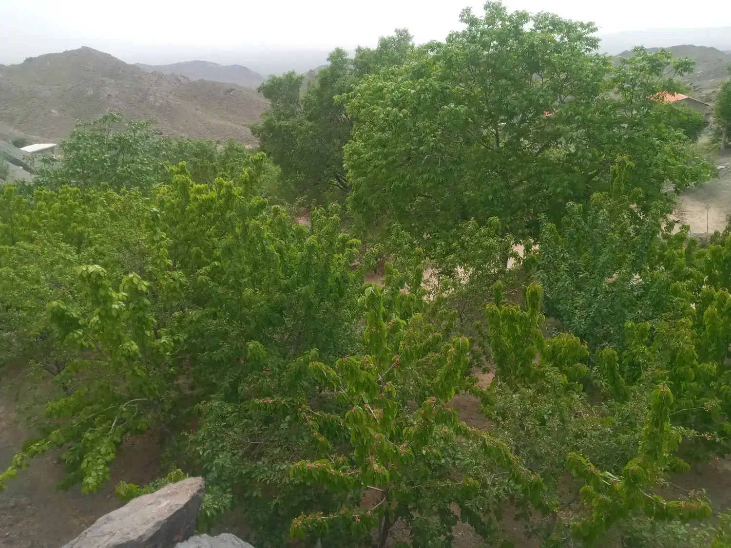 فروش  باغ رودگل قز|فروش خانه و ویلا|سبزوار, کراب|دیوار