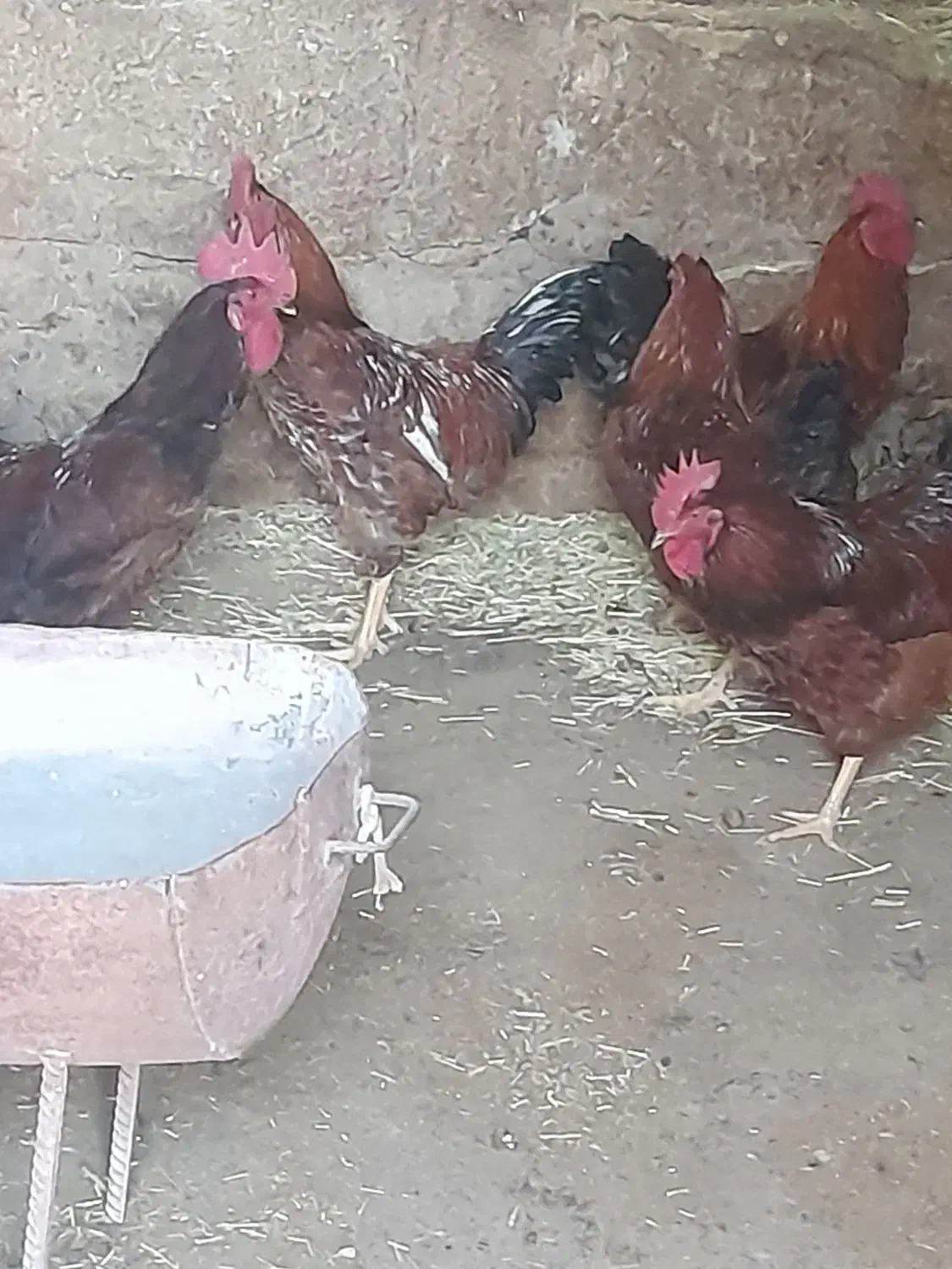 فروش ۶عدد خروس محلی|حیوانات مزرعه|سارال, |دیوار